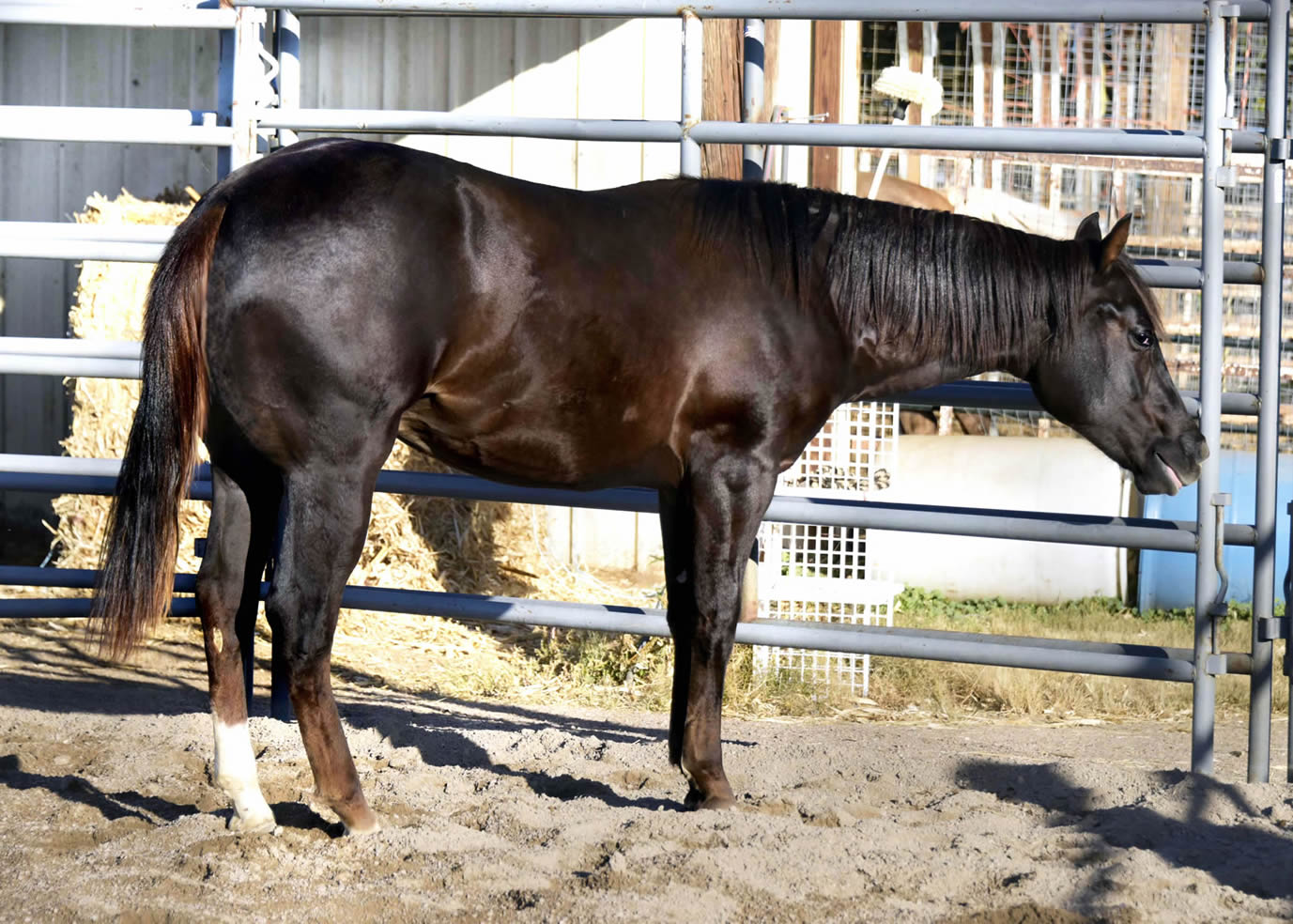 Gun a Be a Tuff 2022 - AQHA Liver Chesnut Stallion by Heavy Duty Chex